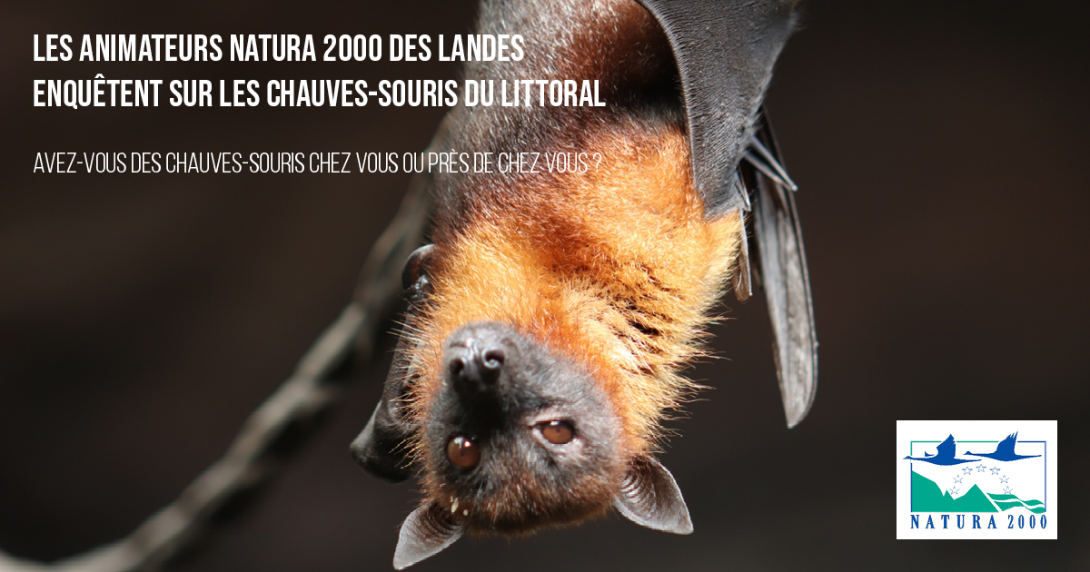 Enquête Natura 2000 / Chauve-souris